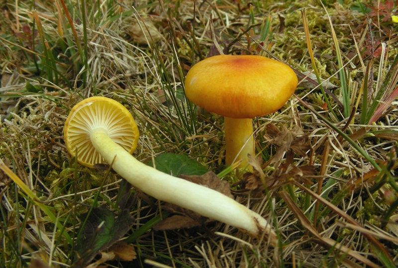 Ancora qualche igroforo